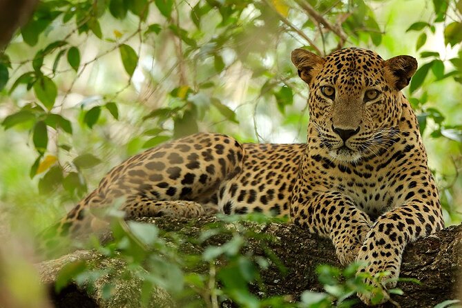 Yala National Park Safari | Jeep with Tickets - Wildlife you’re likely to focus on: leopards, elephants, crocodiles, and birds