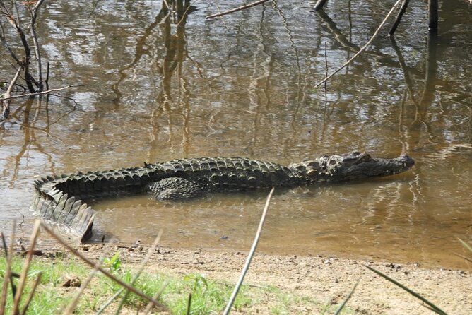 Yala National Park Safari | Jeep with Tickets - Price and value: what $104 covers, and what it doesn’t