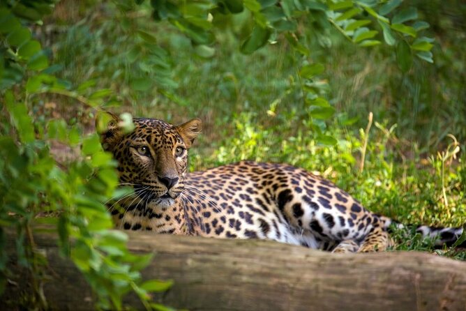 Yala National Park Safari | Jeep with Tickets - Pickup radius and timing: the practical details that can make or break your day