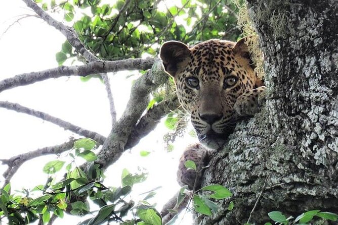 Yala National Park Safari | Jeep with Tickets - What to bring (so you’re not stuck improvising)