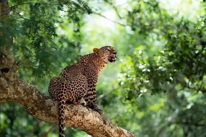 Yala National Park Safari : Special Guided Tour - Yala’s 5am rhythm: why the timing matters