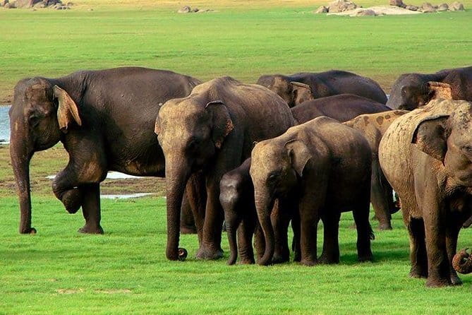 Yala National Park Safari : Special Guided Tour - What you can expect from the guide and driver