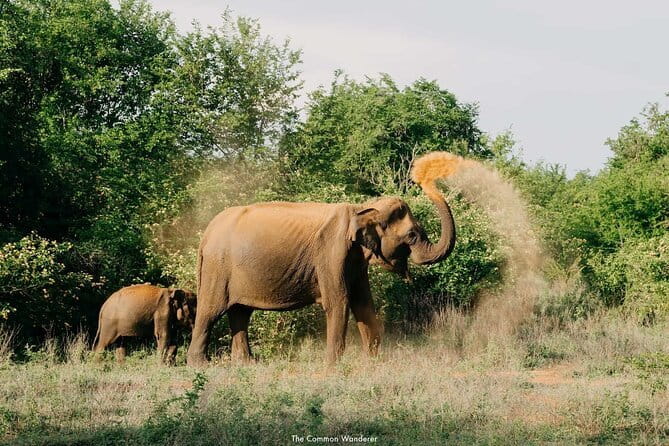 Yala National Park Safari : Special Guided Tour - Conservation and the “why” behind the safari
