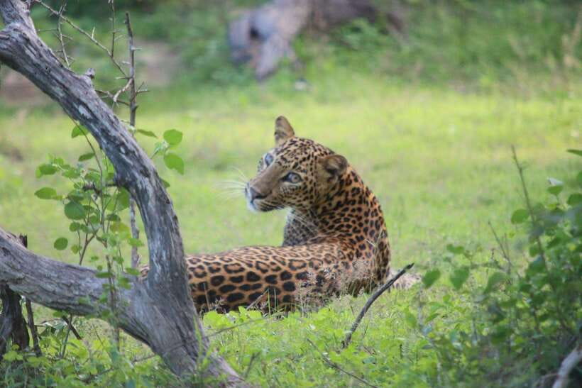 Yala National Park Safari Tour From Hambantota port - Hambantota Port to Yala: the ride that sets your odds