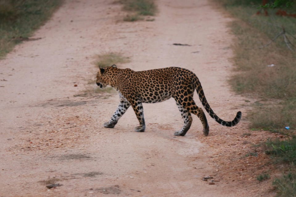 Yala National Park Safari Tour from Hambantota Port - Should You Book This Yala Safari From Hambantota Port?