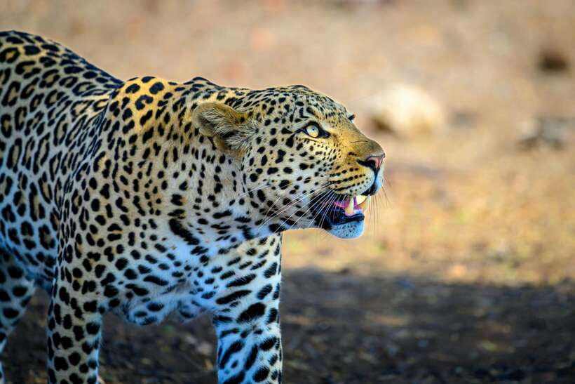 Yala National Park Safari Tour from Hambantota Port - Price and Value: What $60 Really Buys You