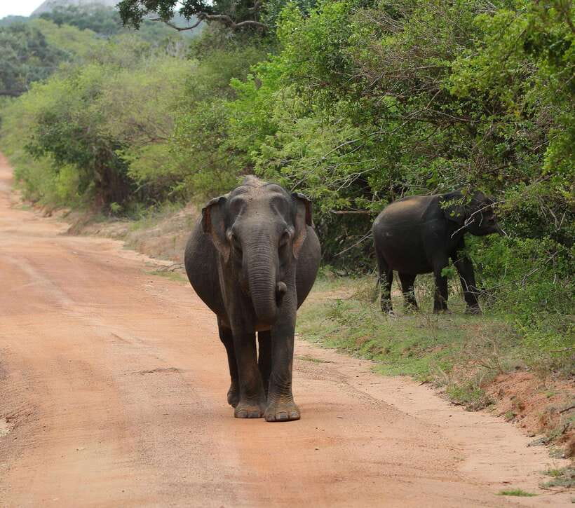Yala National Park Safari Tour from Hambantota Port - Inside Yala National Park: How the Guided Wildlife Viewing Works