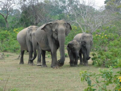 Yala National Park Safari Tour From Hambantota port - Stop inside Yala National Park: what your safari circuit looks like