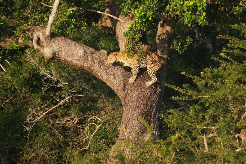 Yala National Park Safari Tour from Hambantota Port - Stop-by-Stop: What Happens at Each Part of the Day