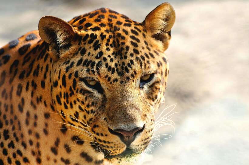 Yala National Park Safari Tour from Hambantota Port - Why the Guide Experience Matters (Yassim’s Example)