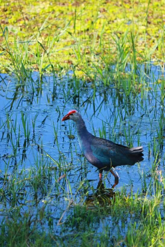 Yala National Park Safari Tour from Hambantota Port - What to Watch For in Yala (Leopards, Elephants, and Birds)