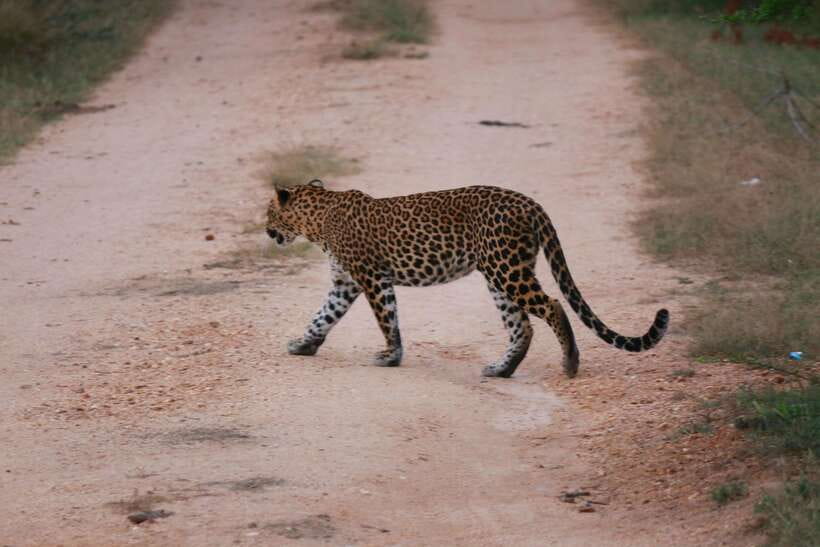 Yala National Park Safari Tour from Hambantota Port - Comfort and Practicalities: Binoculars, Drinks, and Jeep Time