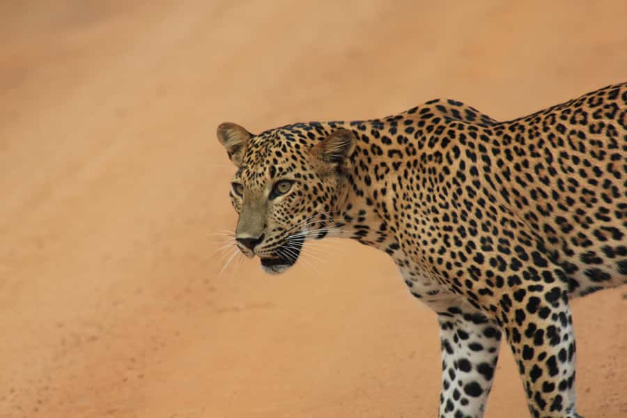 YALA National Park Safari Tour : Half day or Full day Tour - Why Yala’s timing matters more than wishful scanning