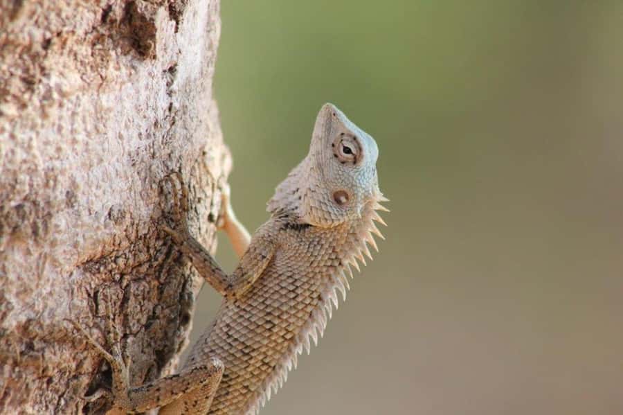 YALA National Park Safari Tour : Half day or Full day Tour - Who should book this safari, and who might want a different plan