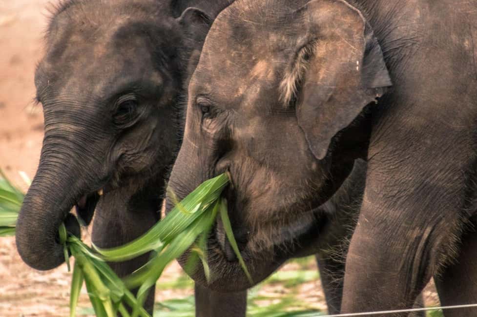 Yala National Park - Safari Tour with Hotel / Accommodation - Costs that matter: Yala tickets and meals