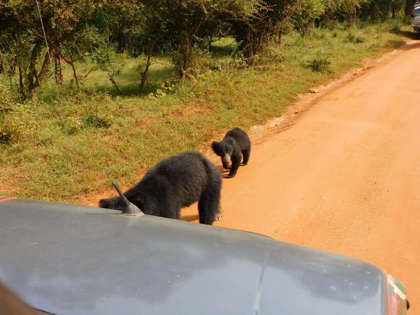 Yala National Park Safari Tours : 7 hours & 12 hours - Key Highlights You’ll Care About