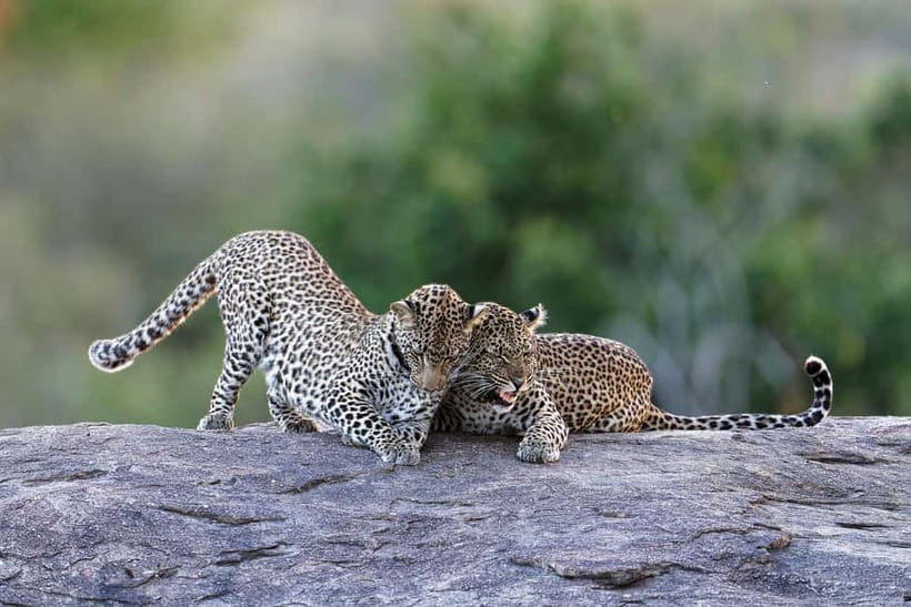Yala National Park Safari Tours : 7 hours & 12 hours - Yala National Park Safari: What This Tour Actually Delivers