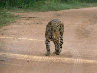 Yala National Park Safari Tours : 7 hours & 12 hours - 7 Hours vs 12 Hours: Breakfast Only or Lunch Too