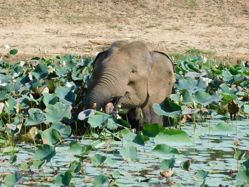 Yala National Park Safari Tours : 7 hours & 12 hours - Inside the Park: How the Leopard and Elephant Safari Looks in Real Life