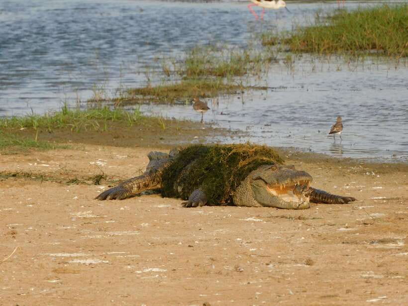 Yala National Park Safari Tours : 7 hours & 12 hours - What’s Included vs What You Pay at the Gate