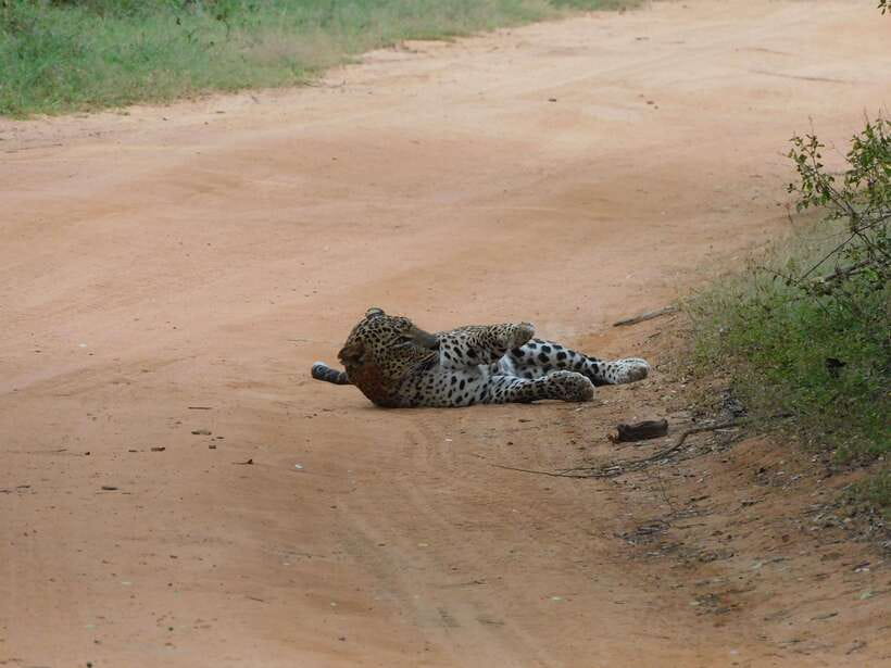 Yala National Park Safari Tours : 7 hours & 12 hours - Price and Value: Why $25 Often Works for Yala