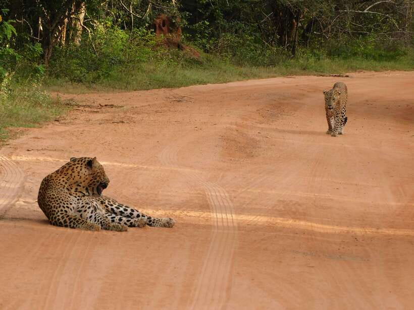 Yala National Park Safari Tours : 7 hours & 12 hours - Guides Matter: Names You’ll Hear and What They’re Doing Right