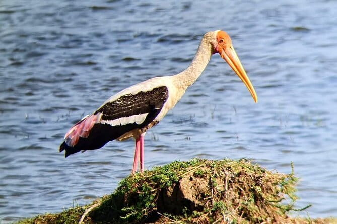 Yala National Park Safari Tours From Hambantota port - Should you book this safari from Hambantota Port?