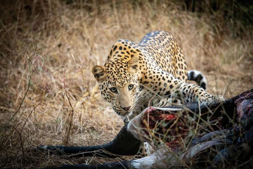 Yala National Park Safari Tours : Half Day & Full Day - Yala safari reality check: how leopard hunting works