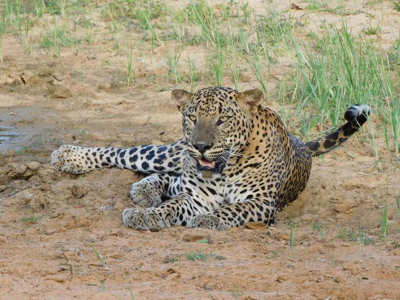 Yala National Park Safari Tours : Half Day & Full Day - Hotel pickup to 4WD jeep: what the logistics feel like