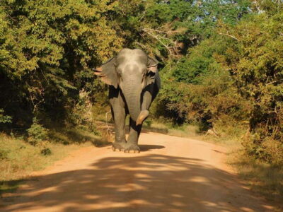Yala National Park Safari Tours - Half Day & Full Day - Price and Value: How $25 Adds Up (and When It’s a Good Deal)