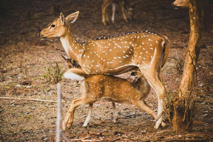 Yala National Park Safari Tours : Half Day & Full Day - Wildlife checklist: what you can realistically plan for in Yala