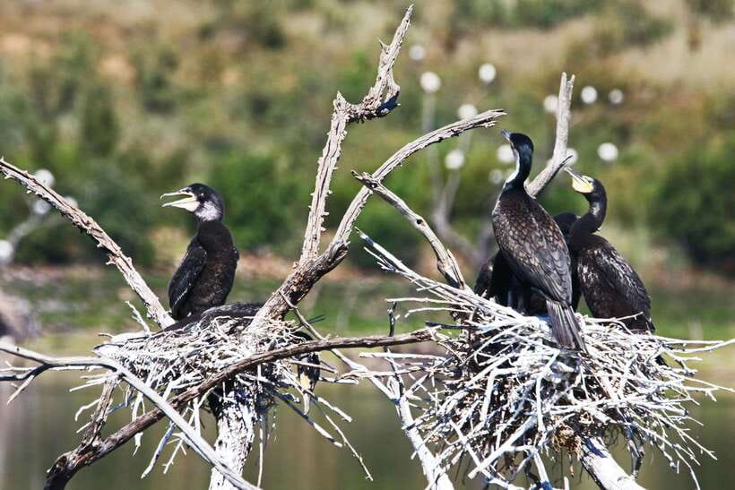 Yala National Park Safari Tours : Half Day & Full Day - Your safari package value: what you’re paying for (and what you’re not)