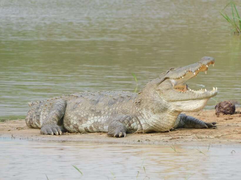 Yala National Park Safari Tours : Half Day & Full Day - Comfort, crowds, and the dusty stuff you should prepare for