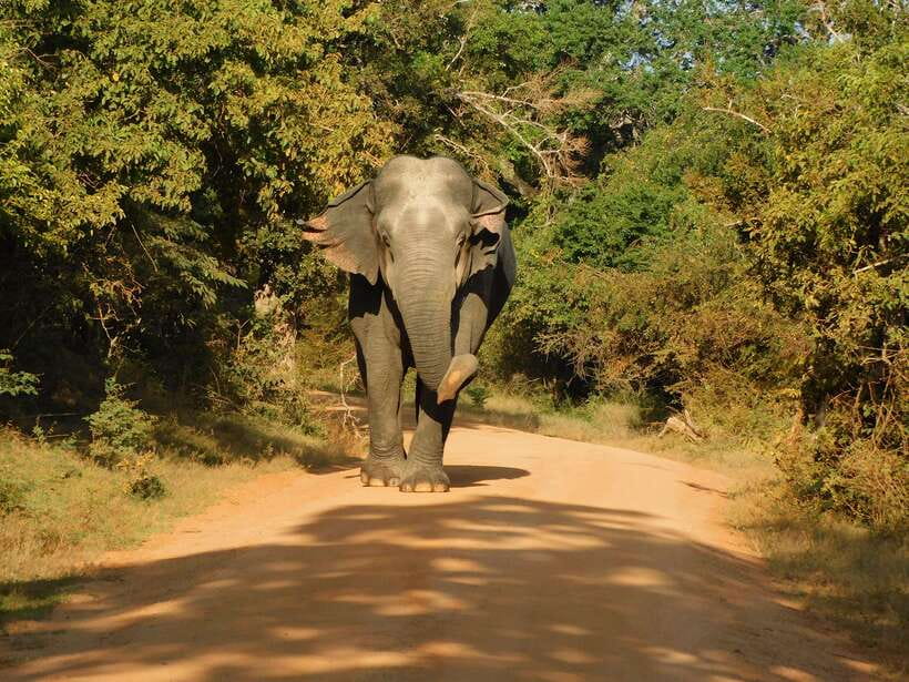Yala National Park Safari Tours - Half Day & Full Day - Price and Value: How $25 Adds Up (and When It’s a Good Deal)