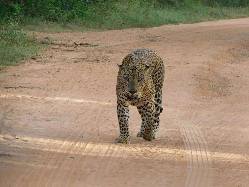 Yala National Park Safari Tours: Morning/Evening/Full Day - Key points before you go