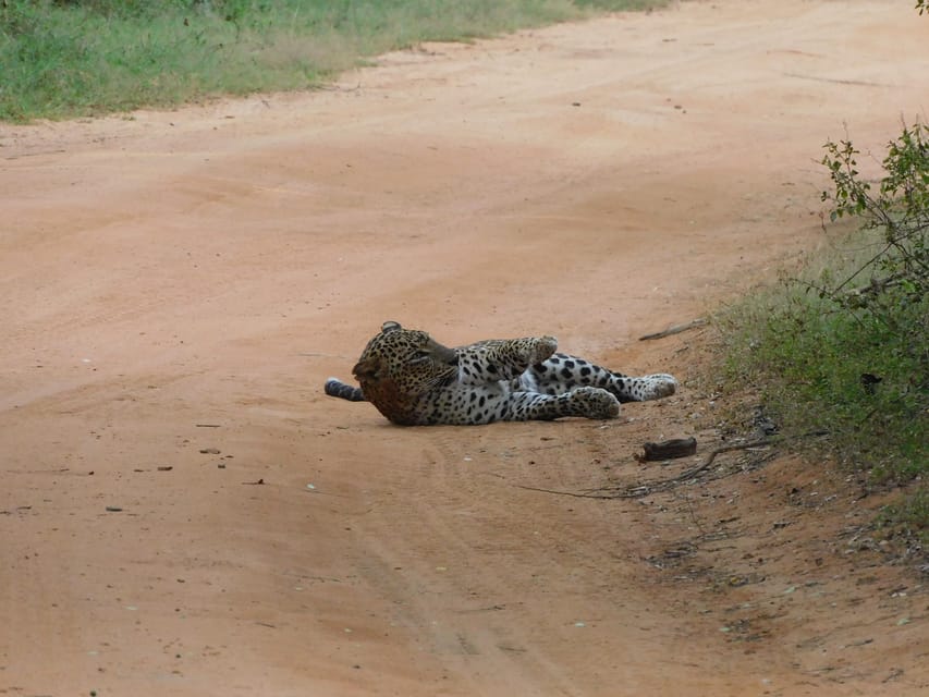Yala National Park Safari Tours: Morning/Evening/Full Day - Leopard spotting in Yala: how the best guides think