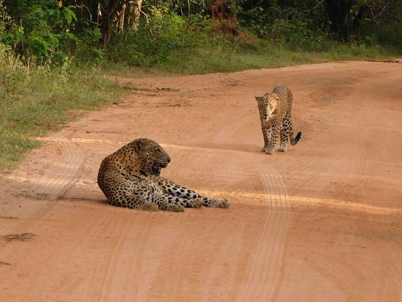 Yala National Park Safari Tours: Morning/Evening/Full Day - Elephants, crocodiles, and the wildlife you can actually enjoy