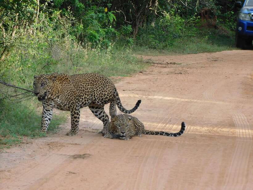 Yala National Park Safari Tours: Morning/Evening/Full Day - Food in the jeep and lunch breaks: what to expect day-to-day