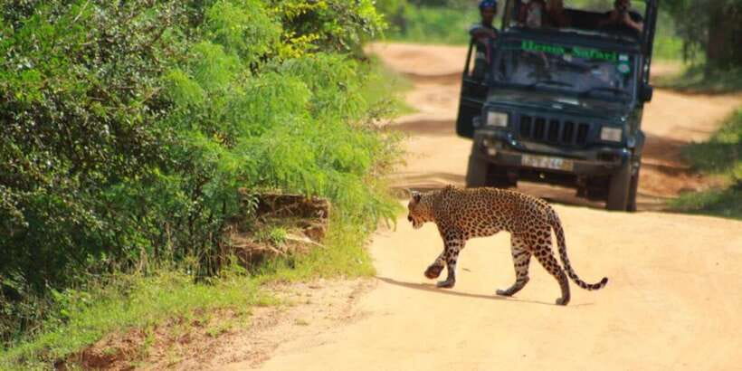 Yala National Park Sharing Safari (5 Hours) - Golden Hours timing: morning 5am sunrise vs afternoon 2pm sunset