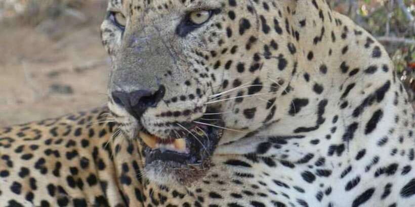 Yala National Park Sharing Safari (5 Hours) - Your 4WD jeep day: getting picked up and staying on track