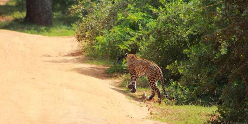 Yala National Park Sharing Safari (5 Hours) - Park entrance fee: the one cost you must plan for