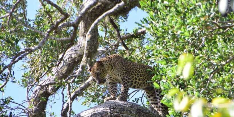 Yala National Park Sharing Safari (5 Hours) - Using guide spotting skills: how to get more from every hour