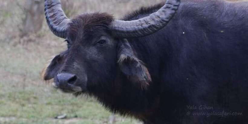 Yala National Park Sharing Safari (5 Hours) - Who should book this Yala sharing safari?