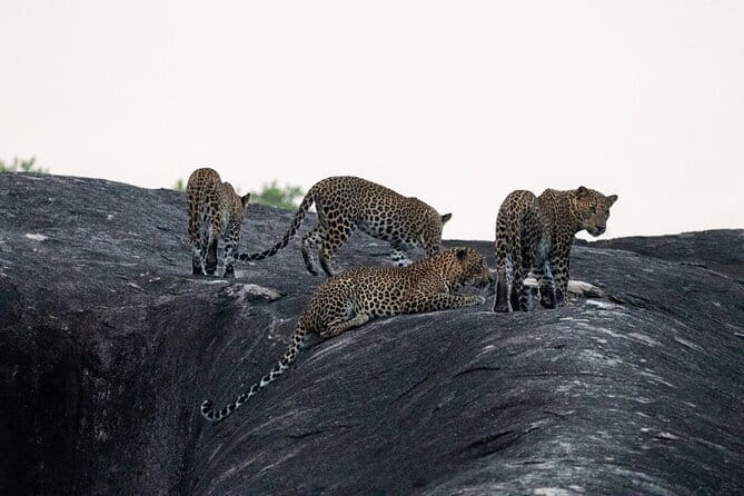 Yala National Park special Half-Day & Full-Day Safari Adventure - Key things I’d circle before you book