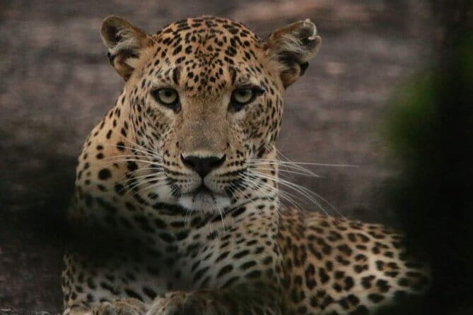 Yala National Park Tour From Hambantota Port - Meeting the Day: Pickup, Mobile Ticket, and Getting in the Jeep