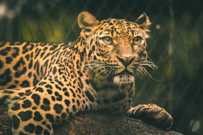 Yala National Park Tour From Hambantota Port - The Jeep Reality Check: Small Groups, Bumpy Tracks, and Comfort