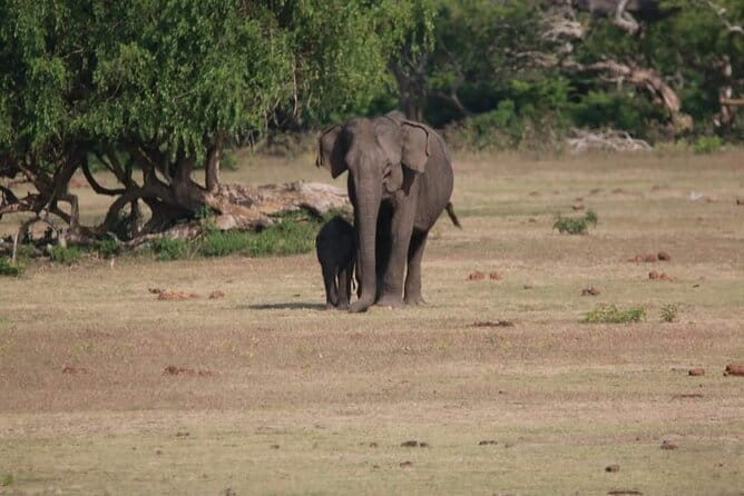 Yala National Park Tour From Hambantota Port - Entrance Tickets and the Real Price Breakdown