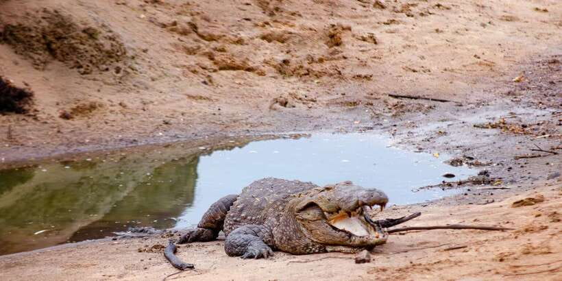 Yala National Park Wildlife safari from Mirissa - Key things to know before you go