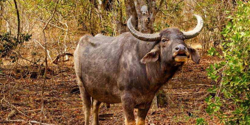 Yala National Park Wildlife safari from Mirissa - Who This Safari Fits Best (and Who Should Skip)