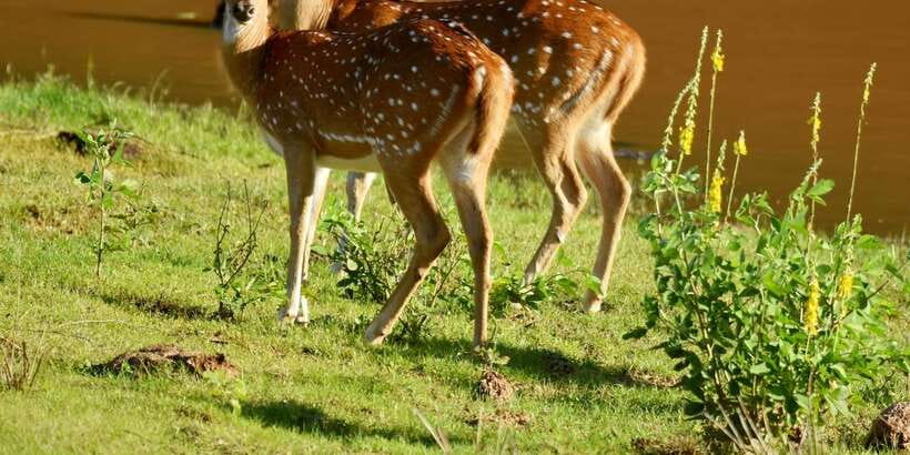 Yala National Park Wildlife safari from Mirissa - Getting From Mirissa to Yala: Shared A/C Ride and Pickup Reality